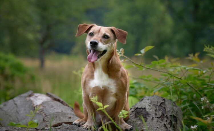 Dog Age Guide for Pet Parents & Rescuers