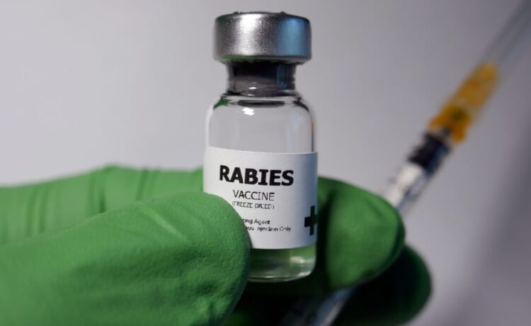 Street Dog Rabies Vaccine