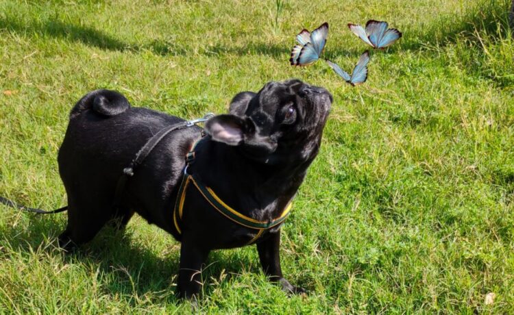 Understanding anal gland issues in dog