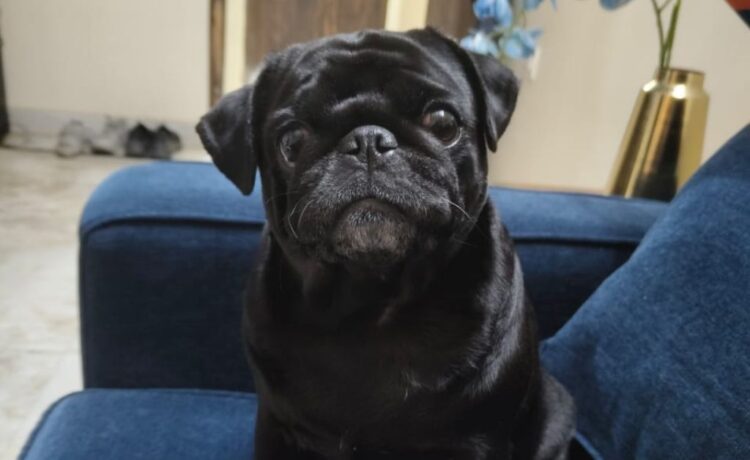 White Discharge in Female Dogs