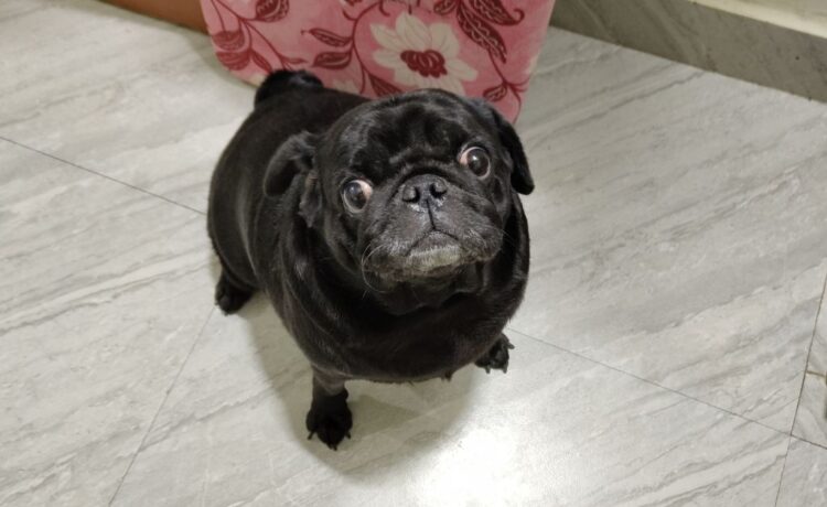 understanding Seizures (Fits) in Dogs Root Causes, Remedies & Bella’s Story