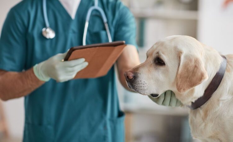 Pet Travel Certificate What the Rules Say