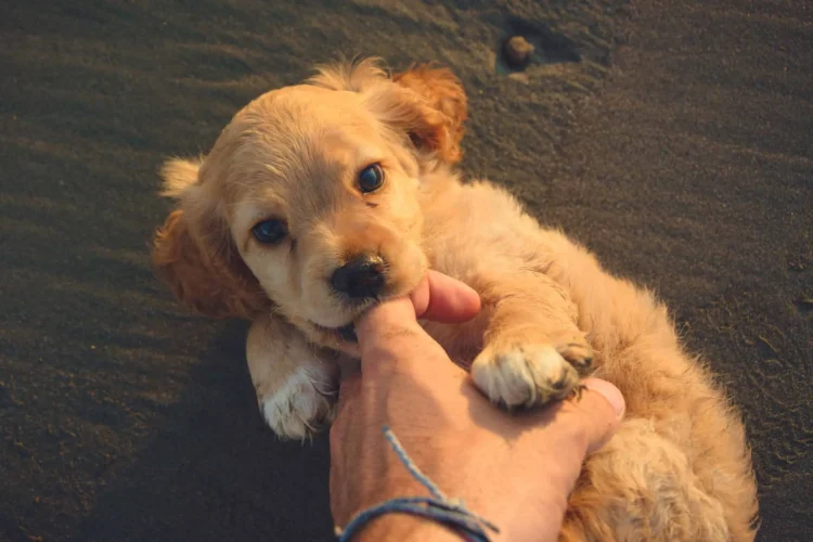 Puppy Bites & Rabies