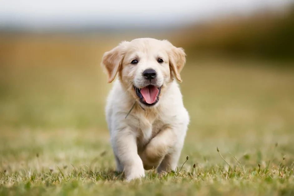 All Puppy Bites is not Rabies