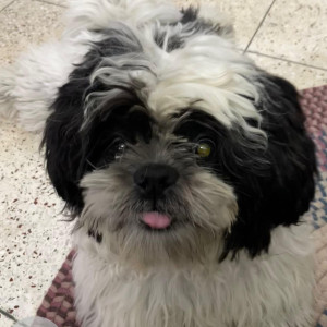 Missing: Black and White Male Shih Tzu Dog from IT Park, Sahastradhara Road, Dehradun