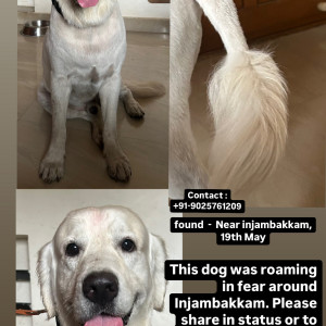 A White-Brown Mix Labrador Retriever Dog Found from Chennai
