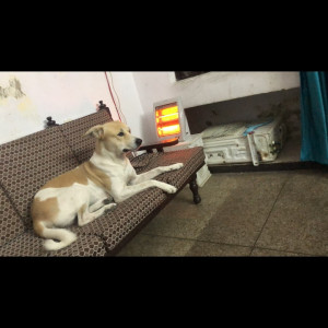 Missing: White-Brown Mix Male Indie mix Dog from gaushala sector 94 noida