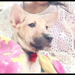 A Brown Indie Dog Missing from Beltola, Guwahati