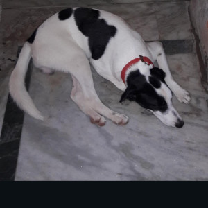 A Black and White Indian Dog Missing from Mansarovar, Jaipur