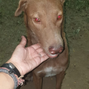 Missing: Brown Male Indian Dog from Vijay path, Mansarovar