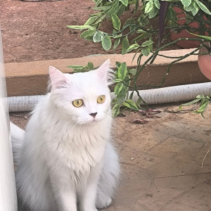 Missing: White Female Persian Cat from Prem nagar, erragadda