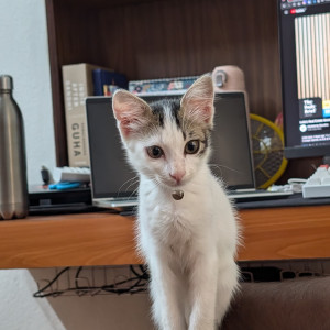 Missing: Black and White Female Persian Cat from Sp apparels samichettipalayam
