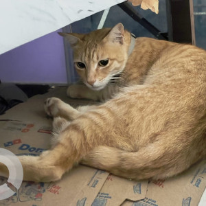 A Brown Domestic Shorthair (Indie) Cat Missing from Sampangi Rama Nagar, Bengaluru