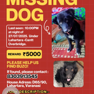 A Black Spitz Pomeranian Dog Missing from Maheshpur, Varanasi