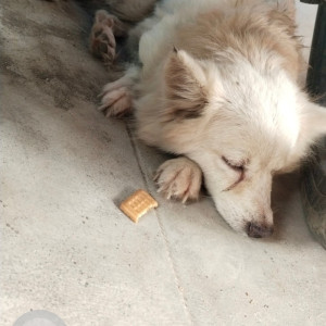 A White Pomeranian Dog Found from Chennai
