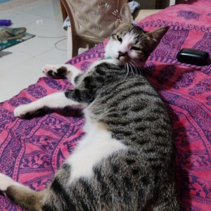 Missing: Black and White Female Indian Cat from choudhari park no 9 colony no 9 dighi
