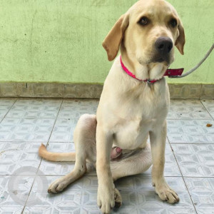 A White labrador Dog Missing from Chennai