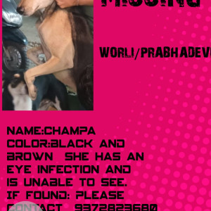 Missing: White-Brown Mix Female Indie Dog from Prabhadevi Mumbai