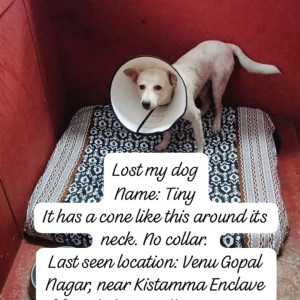 Found: White Male Indie Dog from Venu Gopal Nagar, Kistamma Enclave
