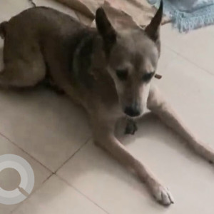 Grey Male Indian Dog is Missing from V 5 GREEN PARK EXTENSION, SOUTH DELHI 110016