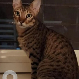 A Black and Brown Brown black coat Cat Missing from No.200, 4th main Road,Back of Defence Colony Park Bengaluru Contact mobile 9980511208