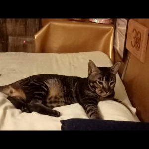 Missing: Black and Brown Male Taby Cat from C 329 Sushant lok I