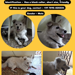 A White Pomeranian Dog Found from Visakhapatnam
