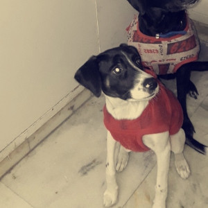 Black and White Female Indie Dog is Missing from Sant nagar east of kailash