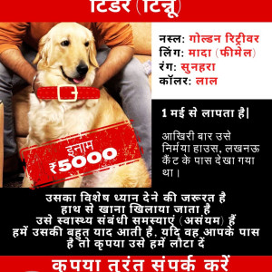Missing: Golden Female Golden Retriever Dog from Cantonment area Lucknow