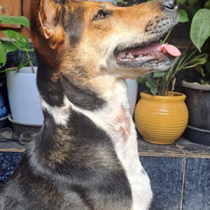 Black and Brown Female Indie Dog is Missing from Lakshmipura