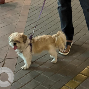 Missing: White-Brown Mix Female Shih Tzu Dog from Sector 17, Gurgaon, Near Bata Store, H no 59