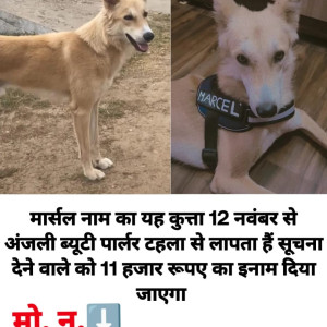 Golden Male Indie Dog is Missing from Tehla, rajgarh,Alwar ,dausa