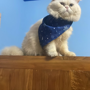 Missing: White Male Persian cat Cat from NGO colony, 3rd street, Vadapalani
