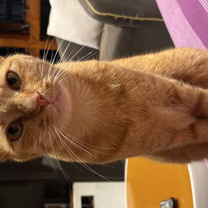 Missing: Orange Female Indi Cat from Skyline estate , P and t layout , Horamavu , Banaswadi , Bengaluru