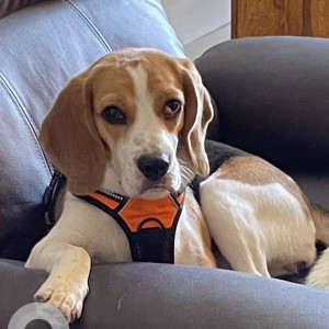 Missing: Black and Brown Female Bagel Dog from Madilipalem cmr center