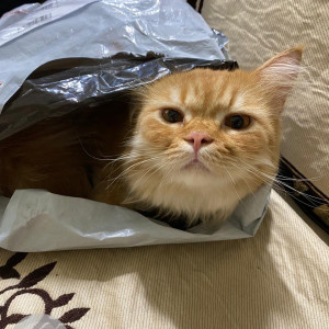 Found: Light Brown Male Persian Cat from Amravati south in morning 5:00 on 13 Sep