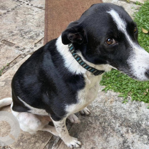 Indie dog is missing from Grand Chiwar, Anjuna