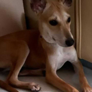Indie dog is missing Bashweshwar nagar chord road