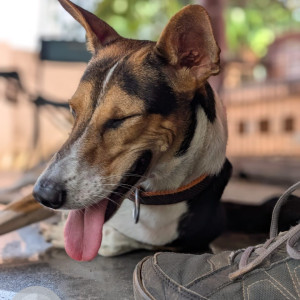 A Black and White Indie Dog Missing from Edathala, Edathala