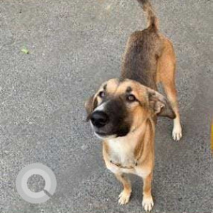 Belle is missing from DLF phase 5, Gurgaon