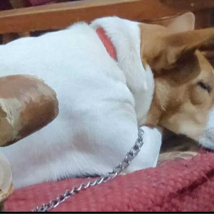 Indie dog found in kengeri