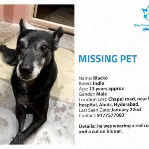 My black indie Blacko is missing from chapel road, near Udai Omini Hospital, Hyderabad