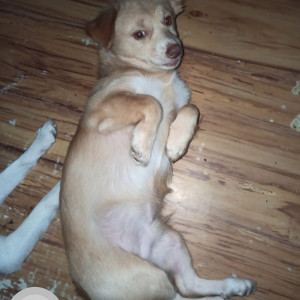 Our Pet Bonga is missing. Please help to find him