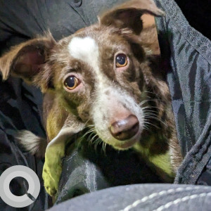 Brownie is missing from Chennai