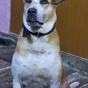 My pet bruno is missing from Tagore garden extension