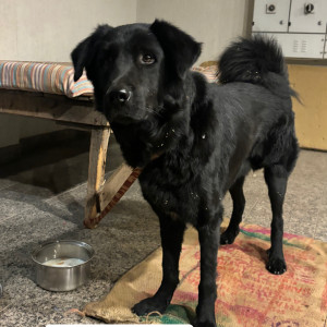 Found: Black Male Not available Dog from MDC- Sector 6, Panchkula