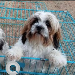 My Shihtzu dog candy is missing from B yarahalli, Mandya