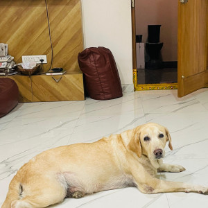 Missing: Brown Female Labrador Dog from Suvarna kutir 2, sontyam, anandapuram, gilijala road