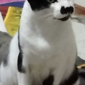 My pet  cat  Chaki  is missing since  from Tankar Residency - 3 , vatva