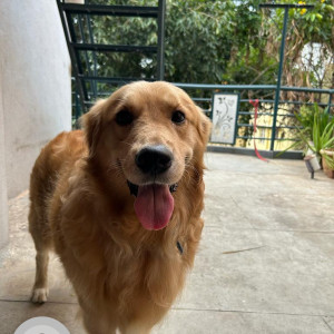 Our Pet Charlie missing from yesterday